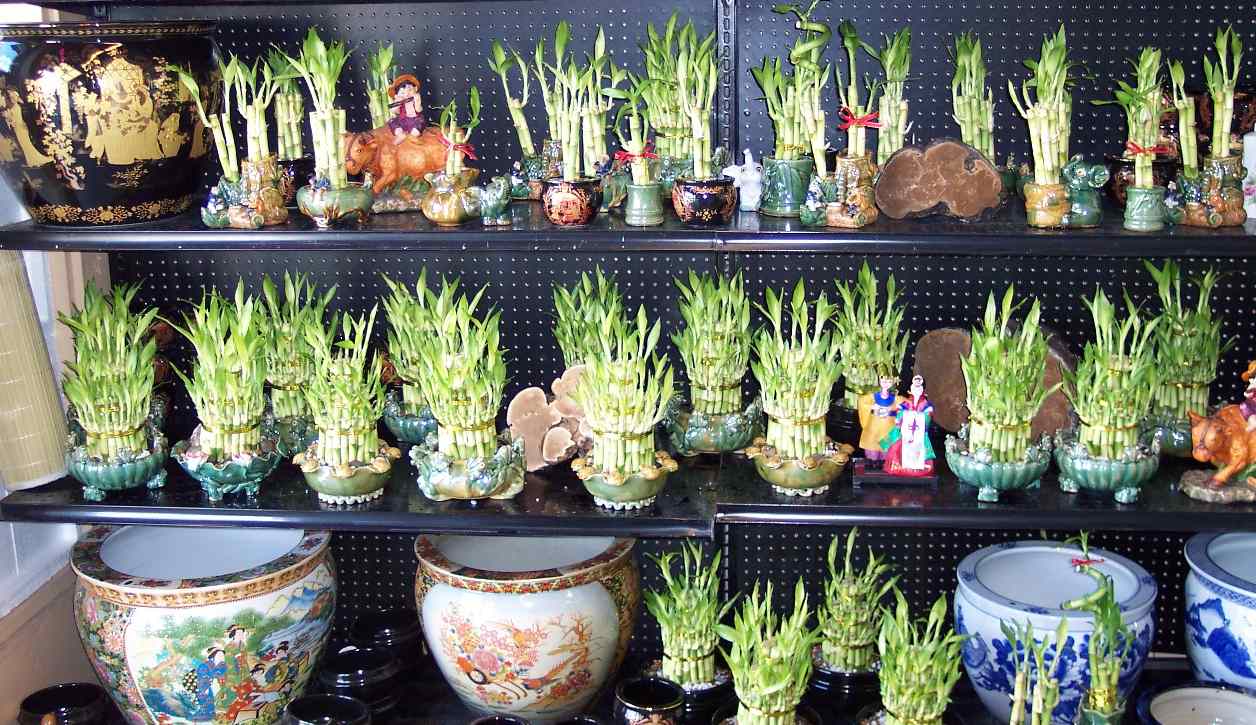 ceramic pots/lucky bamboo